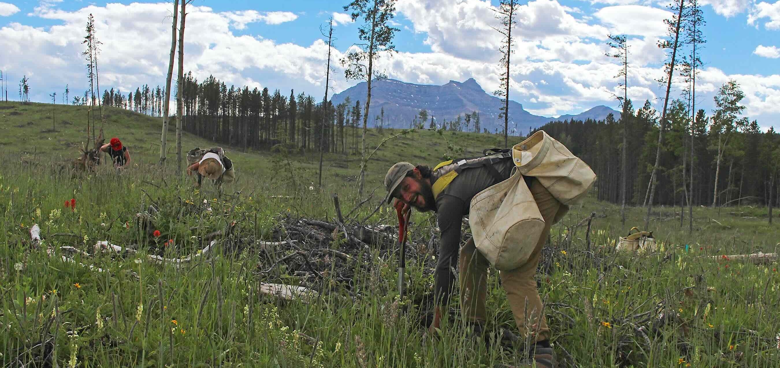 Replant.ca - Tree Planters in Action